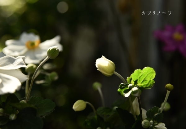 d0380314_14054107.jpg