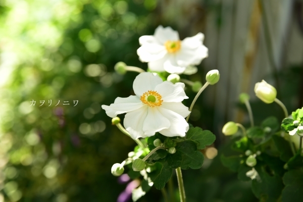 d0380314_14054433.jpg