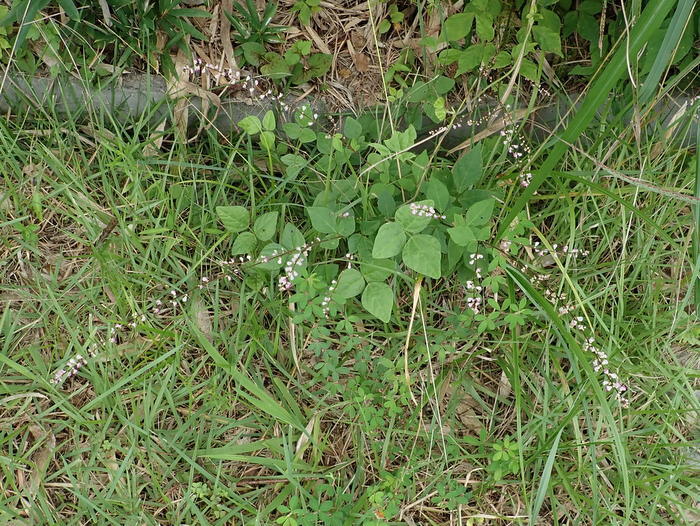 c0116915_00243649.jpg