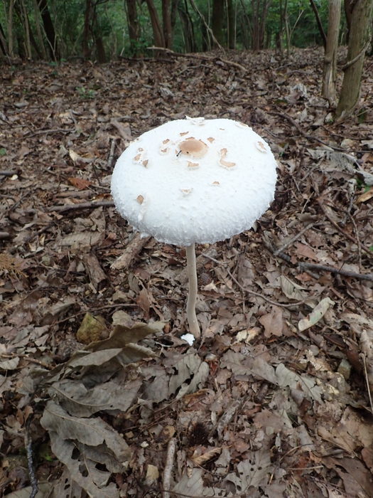 c0116915_00392386.jpg