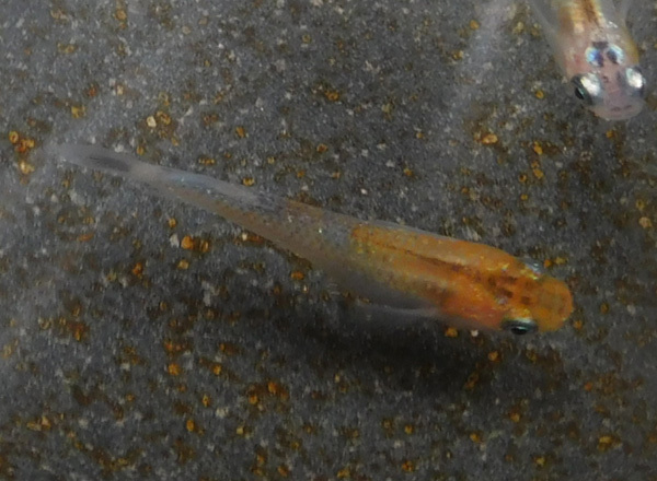 e0097534_17485000.jpg
