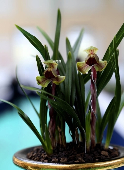 韓国春蘭 円紅舌 : 蘭万園日記