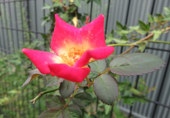 19年9月17日 赤いバラの花 今日の風に吹かれましょう