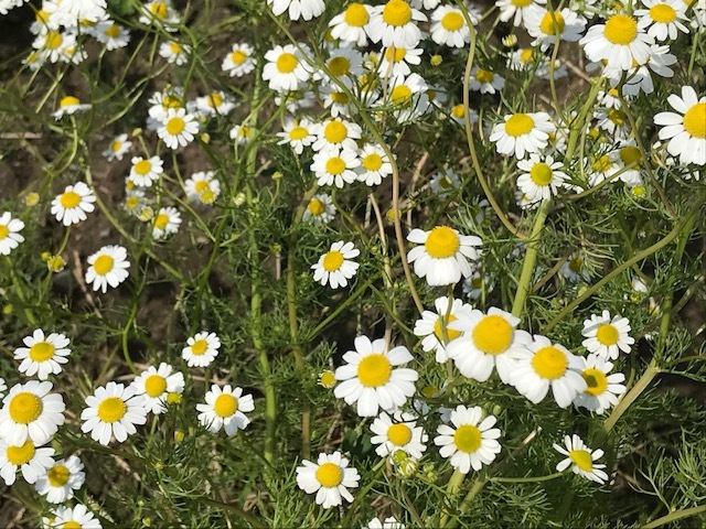 c0343447_20300337.jpg