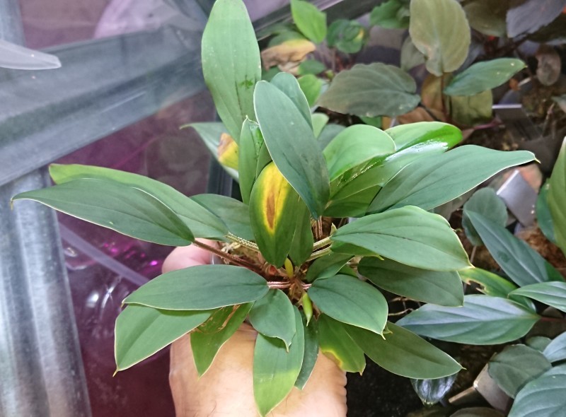 Homalomena sp.Riau sumatera : まっけのビザパル Homalomena sp.Riau sumatera : まっけのビザパル