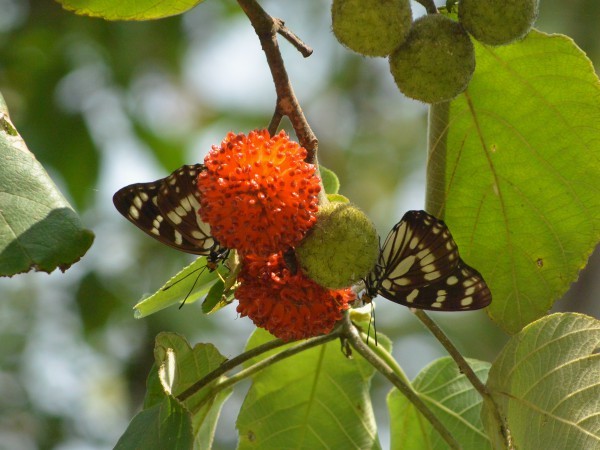 群馬のゴマダラチョウなど_c0045352_09223318.jpg