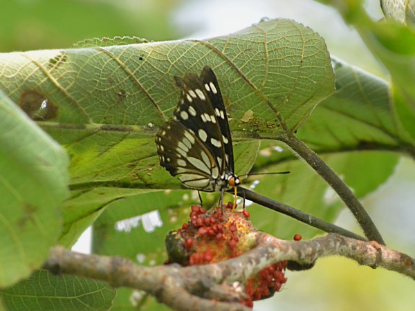 c0045352_09223350.jpg