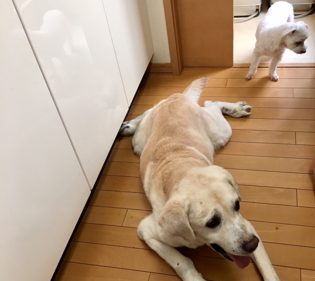 @kitchen 犬たち♪_a0165160_23503973.jpg