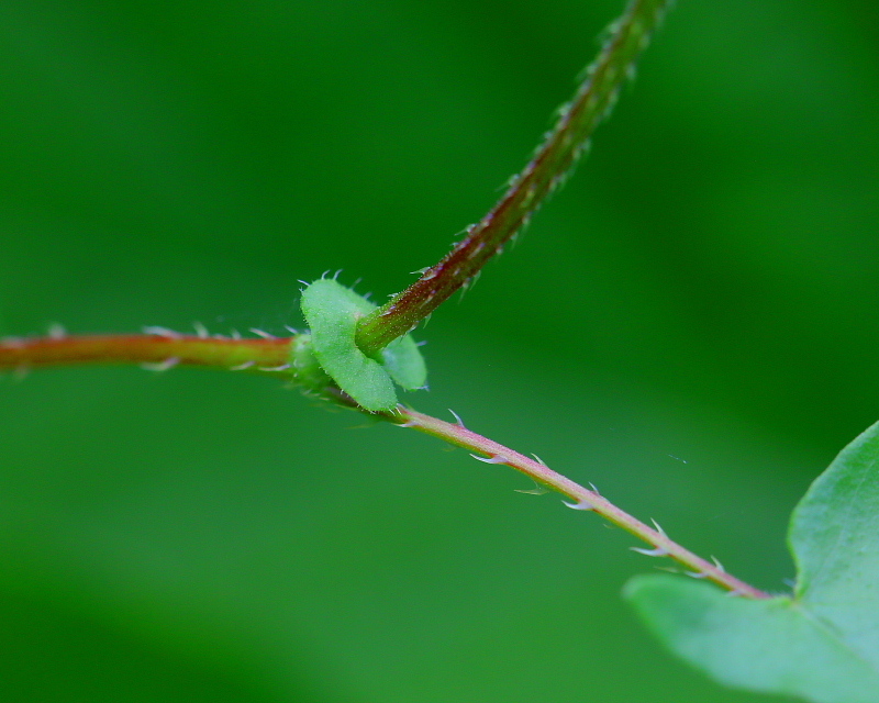 生家辺りで「宝物」探し_c0305565_17330375.jpg