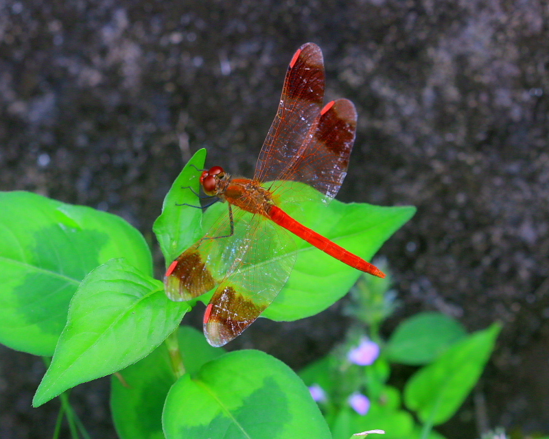 生家辺りで「宝物」探し_c0305565_17341823.jpg