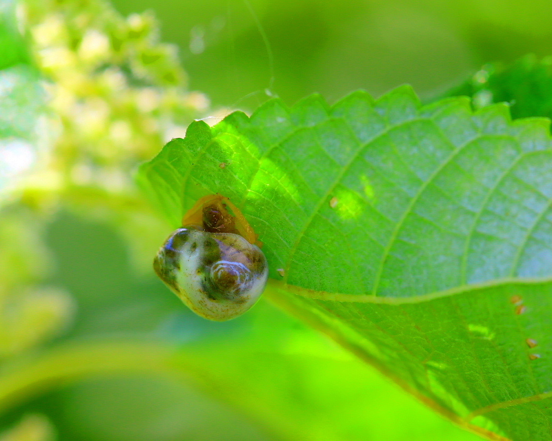 生家辺りで「宝物」探し_c0305565_17363724.jpg