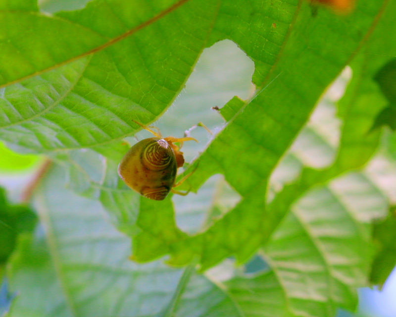 生家辺りで「宝物」探し_c0305565_17373156.jpg