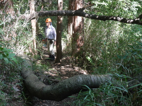 赤道塞ぐ落下した山桜処理「9・7六国見山手入れ_c0014967_11005354.jpg