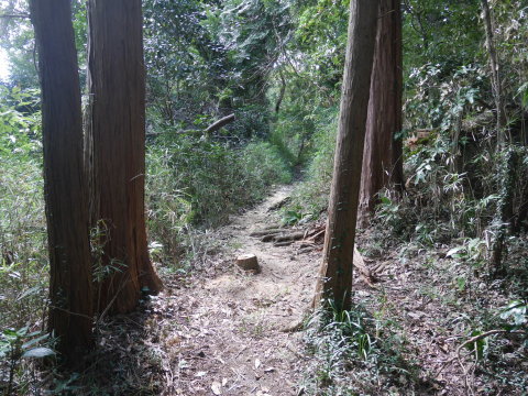 赤道塞ぐ落下した山桜処理「9・7六国見山手入れ_c0014967_11022418.jpg