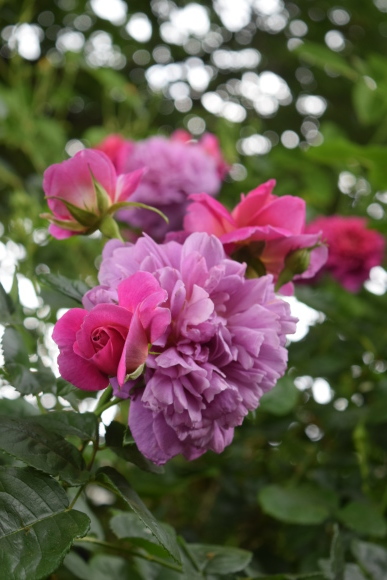 b0242873_11534491.jpg