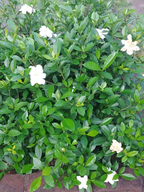 c0162773_13421249.jpg
