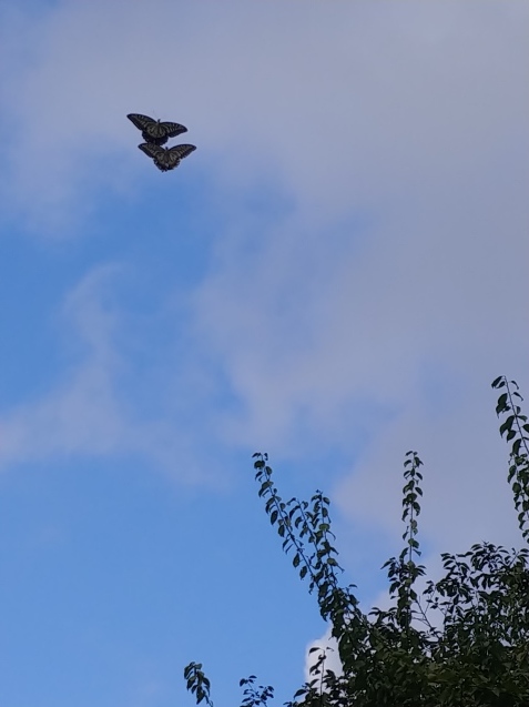 c0162773_13504462.jpg