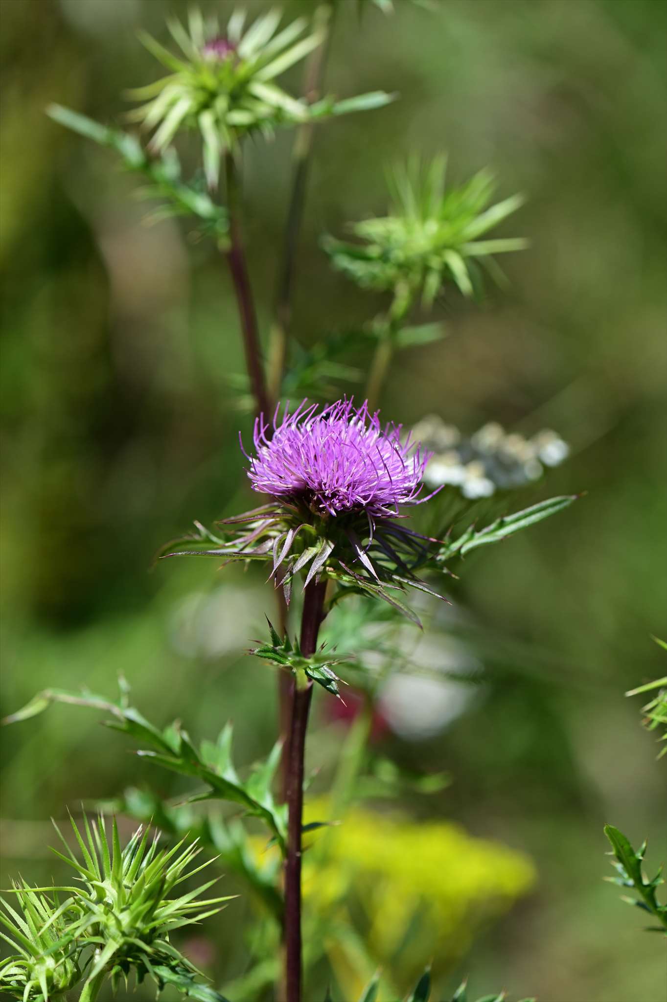 モリアザミ 野の花山の花ウォッチング In 奥多摩