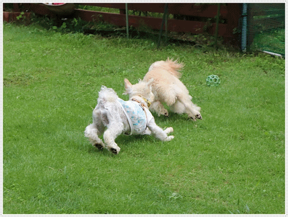 b0175688_23451288.gif