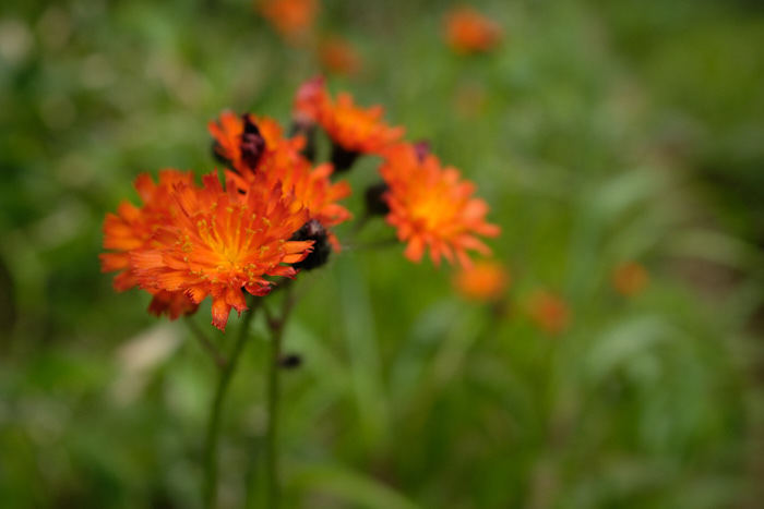 b0339488_20502516.jpg