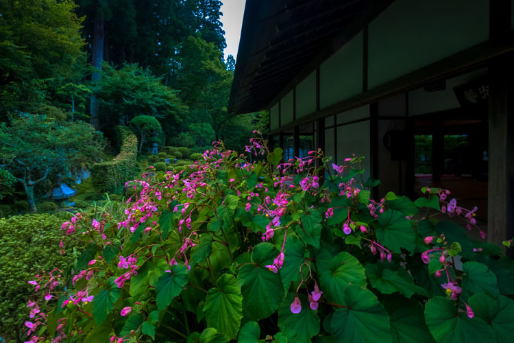 三千院_e0051888_05243922.jpg