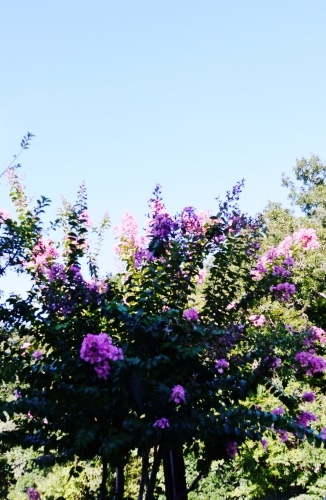 e0167795_17194861.jpg
