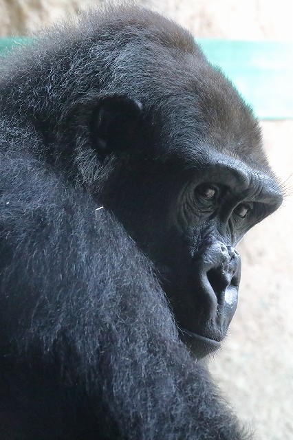 僕はリキ 1歳10ヵ月の ゴリラ男子です 旅プラスの日記 僕はリキ 1歳10ヵ月の ゴリラ男子です 旅プラスの日記