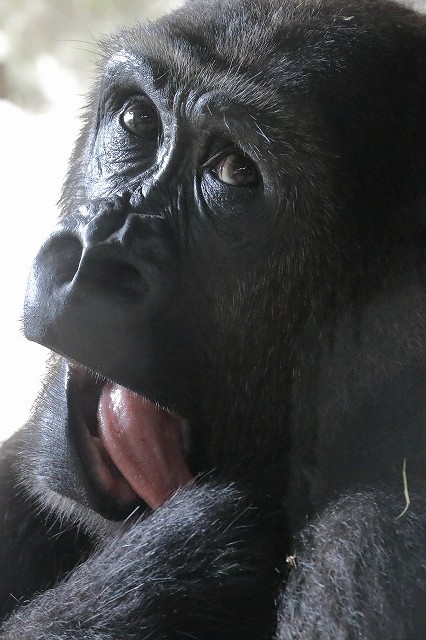 僕はリキ １歳１０ヵ月の ゴリラ男子です 旅プラスの日記