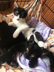 9月、10月の里親会のお知らせ_f0242002_13462560.jpg