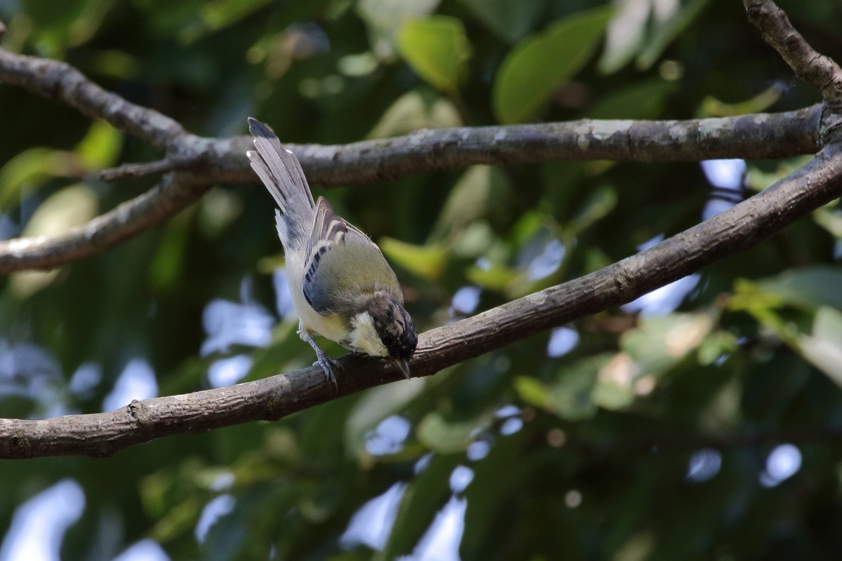 公園と田圃（2019年9月9日）_f0235311_19165728.jpg