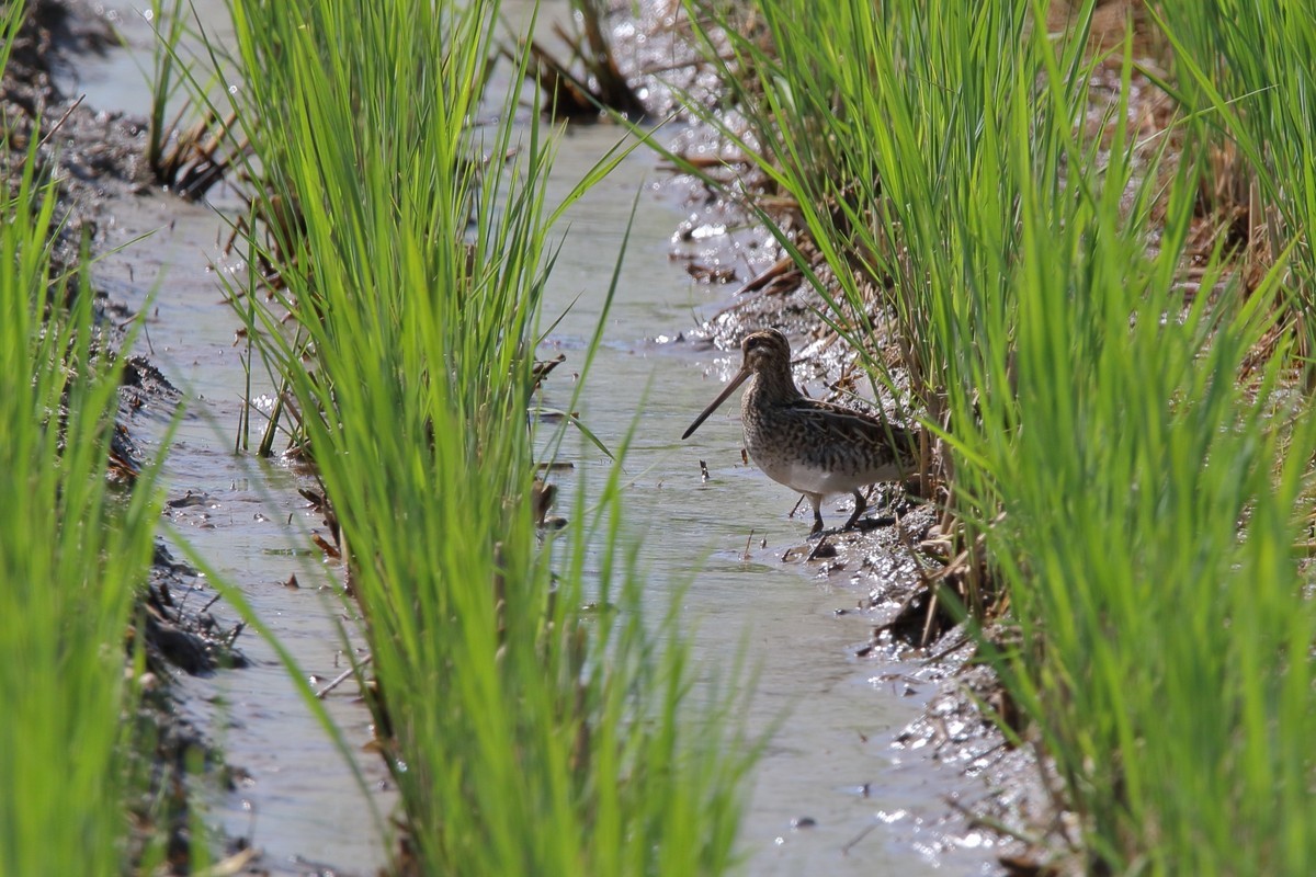 公園と田圃（2019年9月9日）_f0235311_19205724.jpg