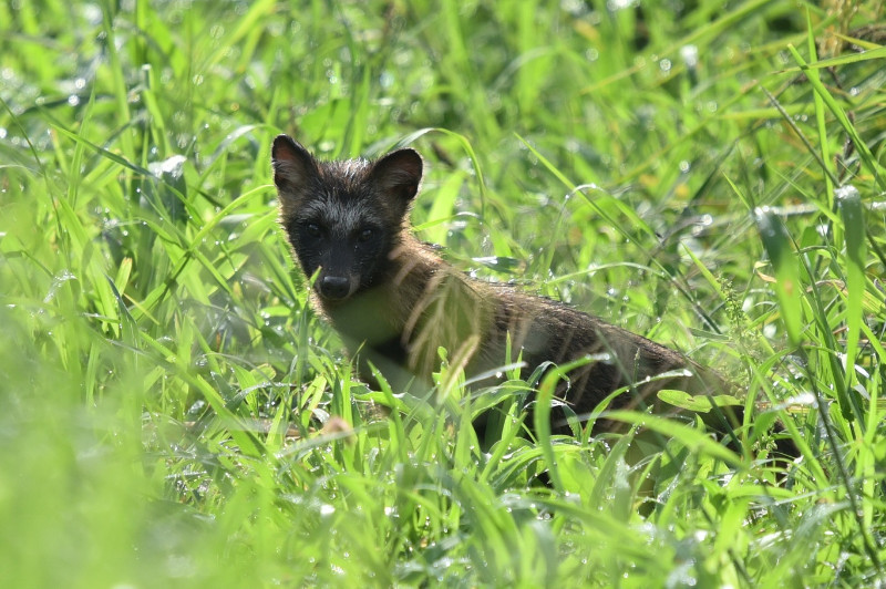 タヌキ子供 風のささやき タヌキ子供 風のささやき
