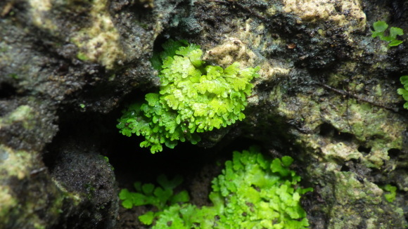 KSB: Rhodobryum spオオカサゴケの仲間フィリピンルソン島産高地 KSB: Rhodobryum spオオカサゴケの仲間フィリピンルソン島産高地