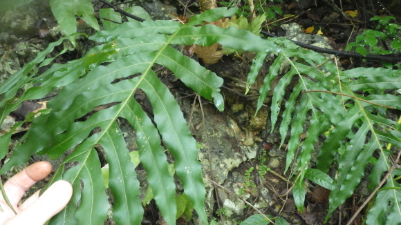 KSB: Rhodobryum spオオカサゴケの仲間フィリピンルソン島産高地 KSB: Rhodobryum spオオカサゴケの仲間フィリピンルソン島産高地