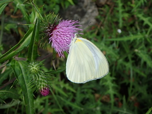 f0334143_7511528.jpg