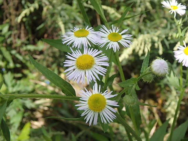 f0334143_7522575.jpg