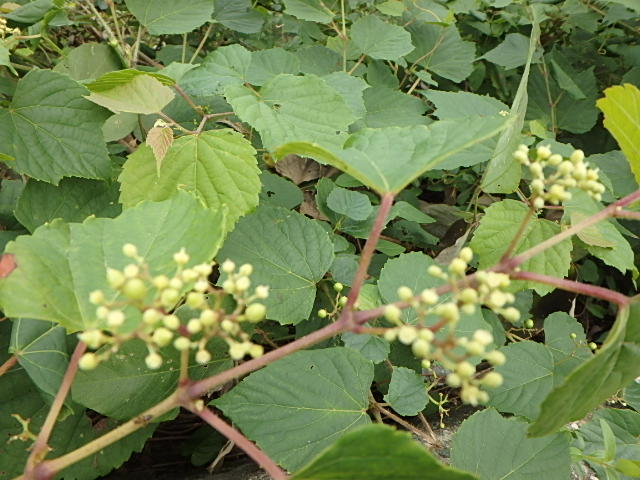 f0334143_7532266.jpg