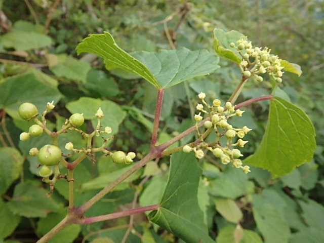f0334143_7533221.jpg