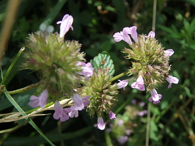 f0334143_753749.jpg