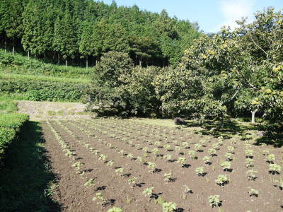 無農薬・無化学肥料で育てた栗の王様「利平栗」 令和5年度はまもなく出荷開始!完売まで残りわずか!_a0254656_18092103.jpg