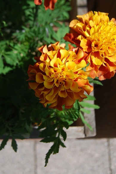 花苗入荷情報-2019年初秋-part3_a0201358_16300891.jpg