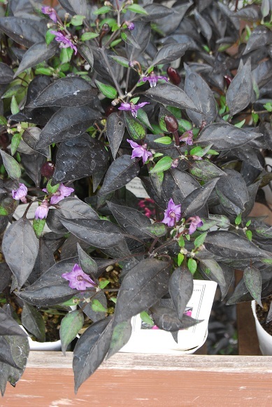 花苗入荷情報-2019年初秋-part3_a0201358_16301926.jpg