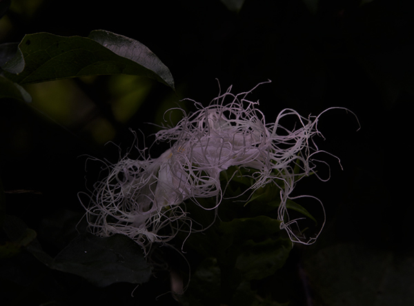e0064375_10295581.jpg
