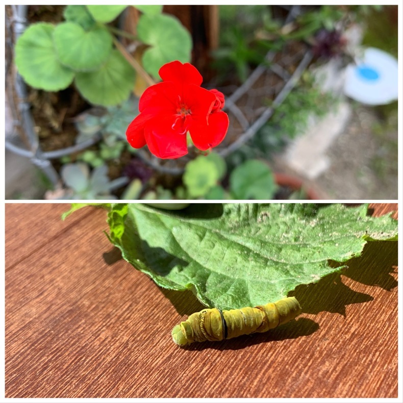 はらぺこあおむし カステラ試作 多肉植物の赤い花が咲きました きいろいポケット