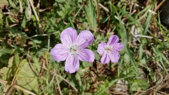 c0212083_16410695.jpg