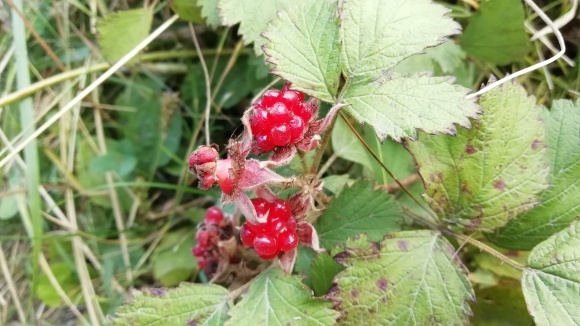 c0212083_16473116.jpg