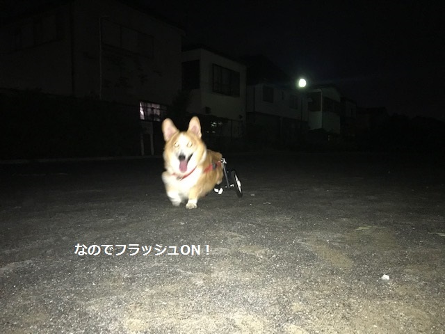 台風一過、蒸し暑い夜のお散歩_f0242002_10533926.jpg