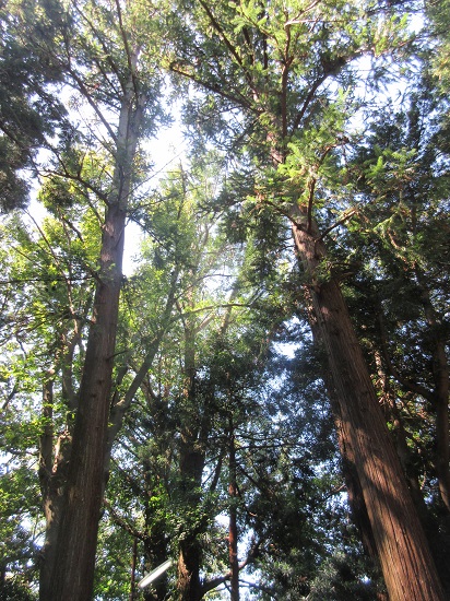 e0245404_20501711.jpg
