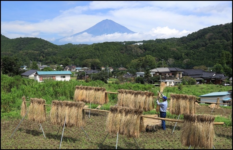 稲刈りの季節です_a0188405_14501358.jpg