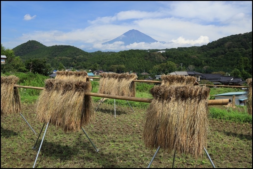 稲刈りの季節です_a0188405_14505338.jpg